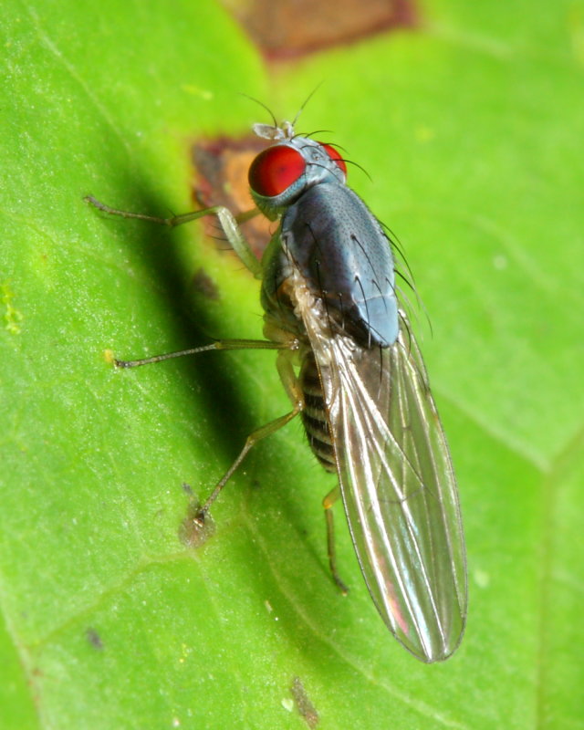 Lauxaniid Fly (Lauxaniidae)