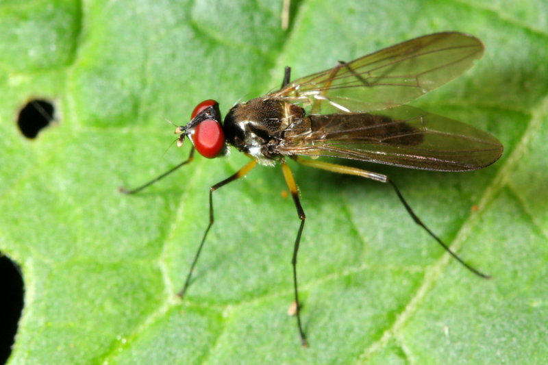 Neotanypeza plotoplax (Tanypezidae)