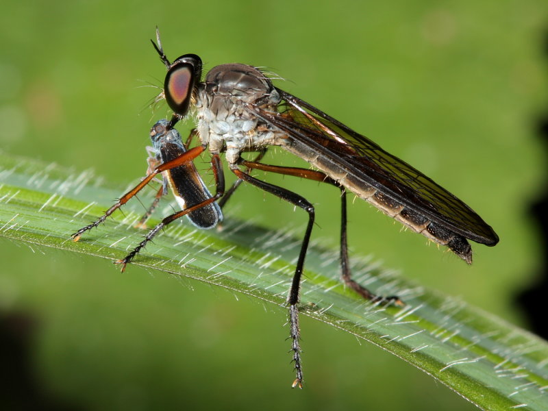 Robber Fly, Glaphyropyga sp. (Asilidae)