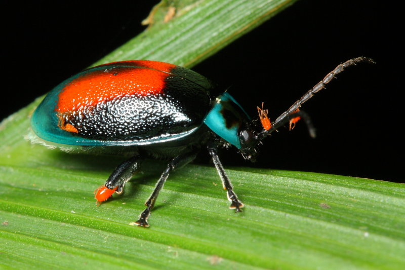 Leaf Beetle, Aspicela bourcieri (Galerucinae)
