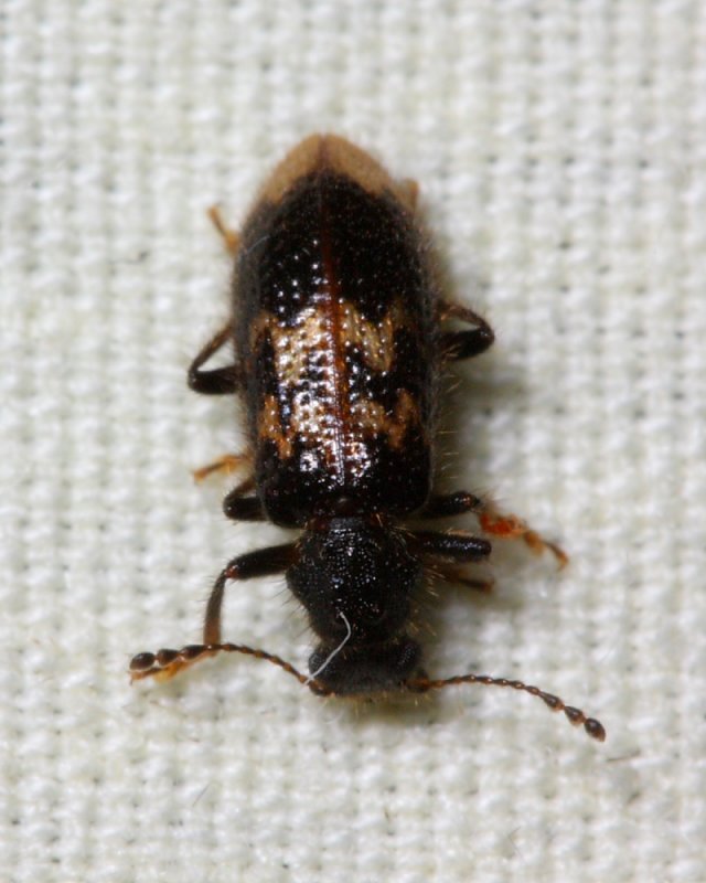 Checkered Beetle, Lebasiella mcclarini (Cleridae)
