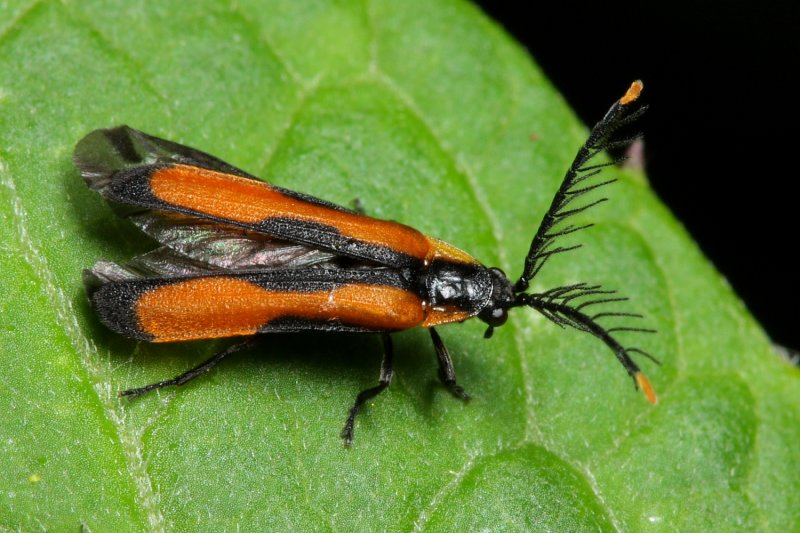 Firefly (Lampyridae)