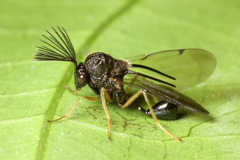 Bison Wasp (Eucharitidae)
