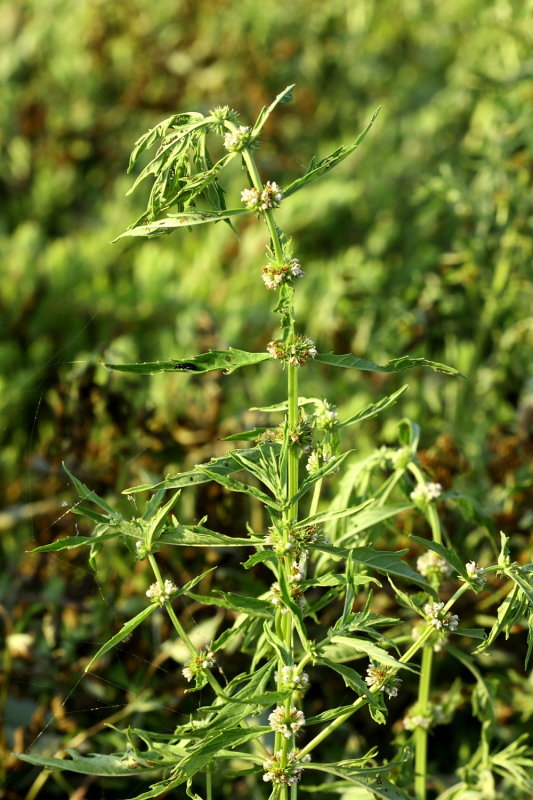 Water Horehound (Lycopus americanus)