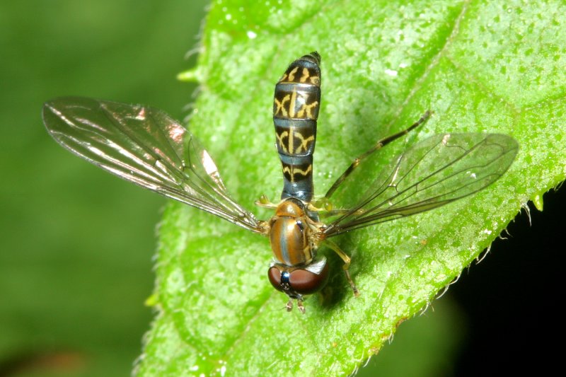 Flower Fly, Toxomerus sp. (Syrphidae)