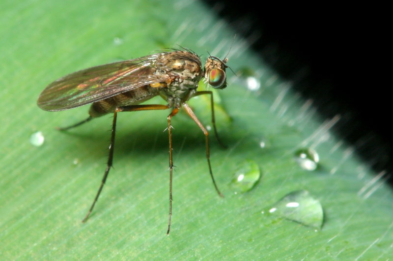 Long-legged Fly (Dolichopodidae)