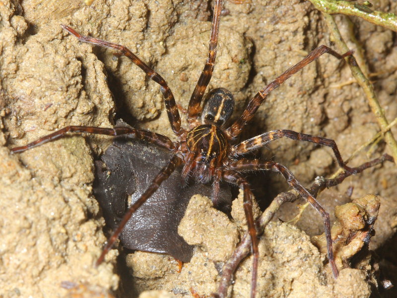 Wandering Spider, Centroctenus sp. (Ctenidae)