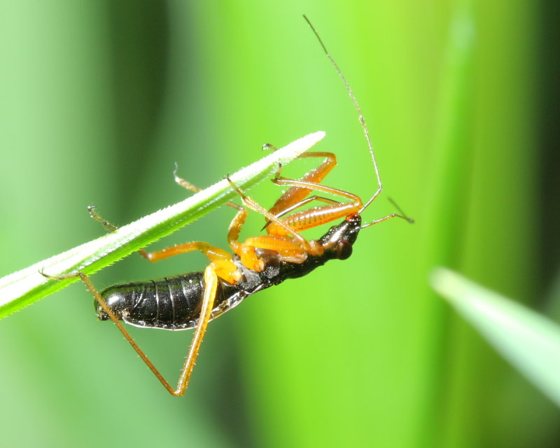 Nabicula subcoleoptratus