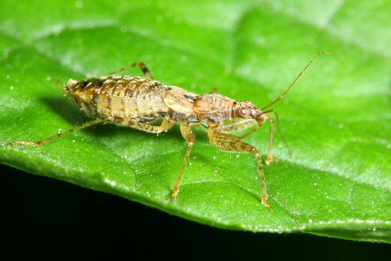 Hoplistoscelis pallescens
