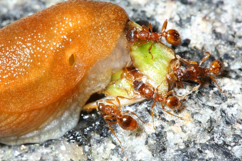European Fire Ant (Myrmica rubra)