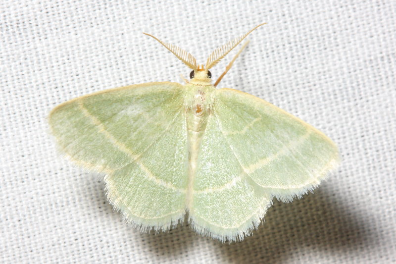 Blackberry Looper, Hodges#7071 Chlorochlamys chloroleucaria