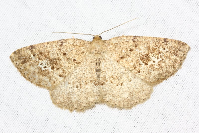 Pale Homochlodes, Hodges#6812 Homochlodes fritillaria