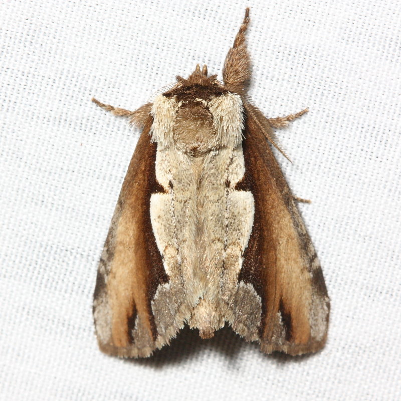 Double-toothed Prominent, Hodges#7929 Nerice bidentata