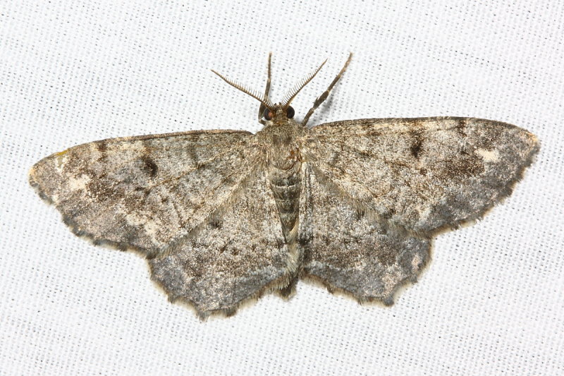 Hypagyrtis sp.