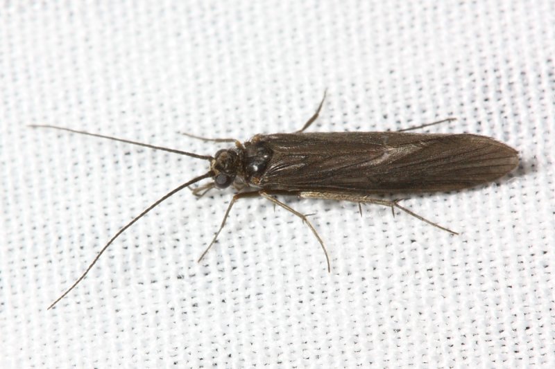 Little Black Caddis (Chimarra sp.)