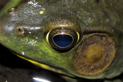 Green Frog (Lithobates clamitans)