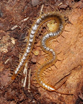 Diamondback Soil Centipede (Geophilus vittatus)