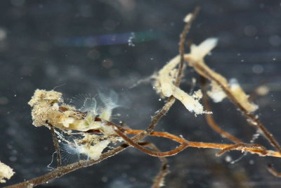 Phylactolaemate Bryozoa