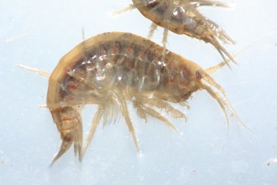 Subphylum Crustacea - Crustaceans