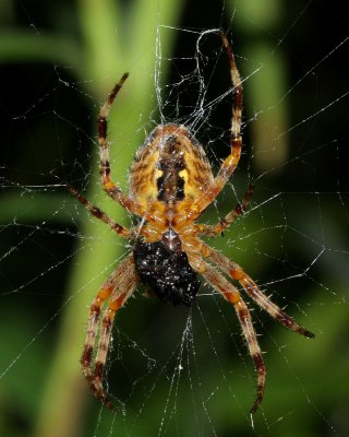 Cross Orbweaver (Araneus diadematus)