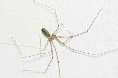 Longbodied Cellar Spider (Pholcus phalangioides)