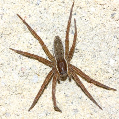Nursery Web Spider