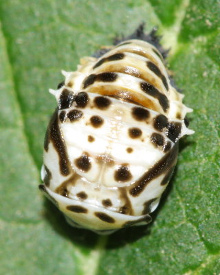 Eye-spotted Lady Beetle (Anatis mali) pupa