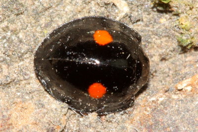 Twice-stabbed Lady Beetle (Chilocorus stigma)