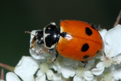 Variegated Lady Beetle (Hippodamia variegata)