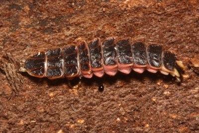 Black Firefly (Lucidota atra) larva