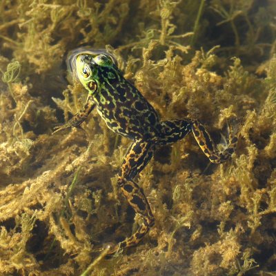 Mink Frog (Lithobates septentrionalis)