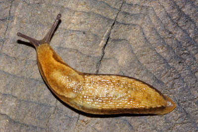 Orange-banded Arion (Arion fasciatus)