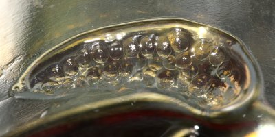 aquatic snail eggs