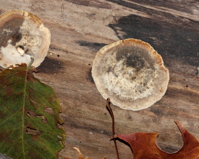 unknown flat fungi