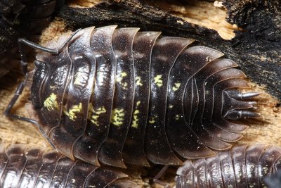 European Sow Bug (Oniscus asellus)