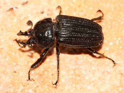 Stag Beetle, Psilodon luki n. sp. (Lucanidae: Syndesinae)
