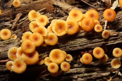 Golden Trumpets (Xeromphalina campanella)