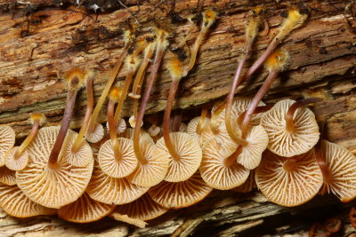 Golden Trumpets (Xeromphalina campanella)