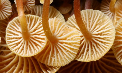 Golden Trumpets (Xeromphalina campanella)