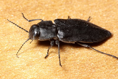 Black Fire Beetle, Melanophila acuminata (Buprestidae)