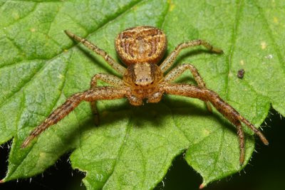 Ground Crab Spider (Xysticus sp.)