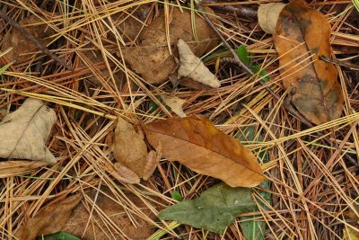 Spring Peeper camouflaged