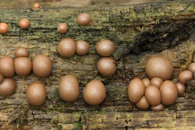 Wolf's Milk (Lycogala epidendrum)