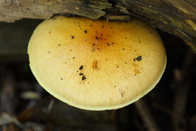 unknown mushroom