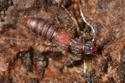 Osorrine Rove Beetle (Thoracophorus costalis)