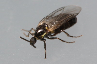 Black Scavenger Fly (Scatopse notata), family Scatopsidae