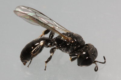 Crossocerus harringtonii