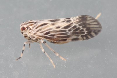 Derbid Planthopper (Cedusa maculata), family Derbidae