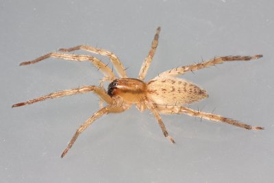 Family Anyphaenidae - Ghost Spiders