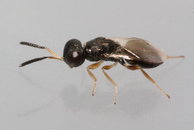 Pteromalid Wasp, family Pteromalidae